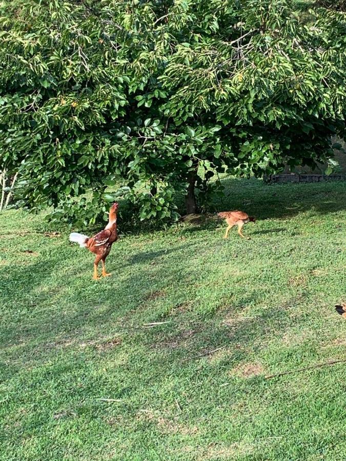 Recanto Da Natureza, Chale Gonçalves Eksteriør bilde